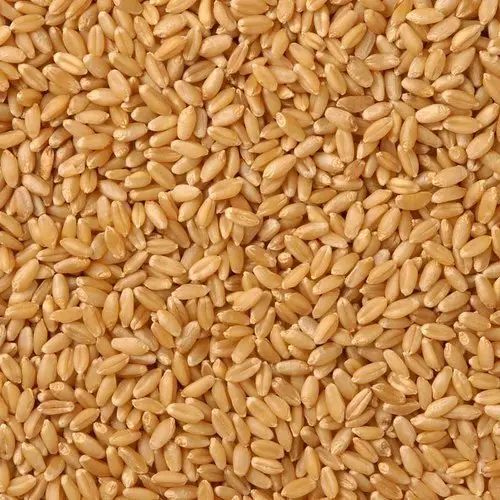 Wheat (Bansi Goduma)