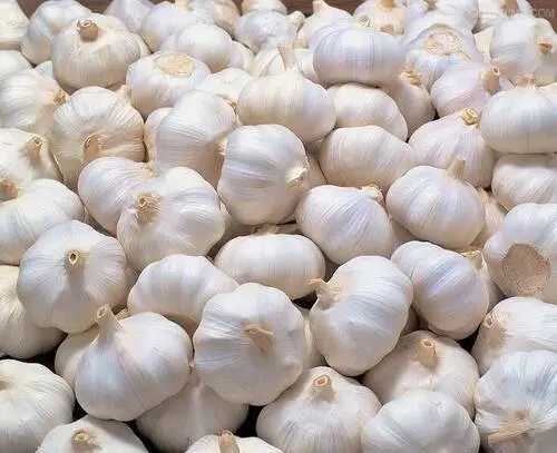 Garlic / Lassan / Vellulli